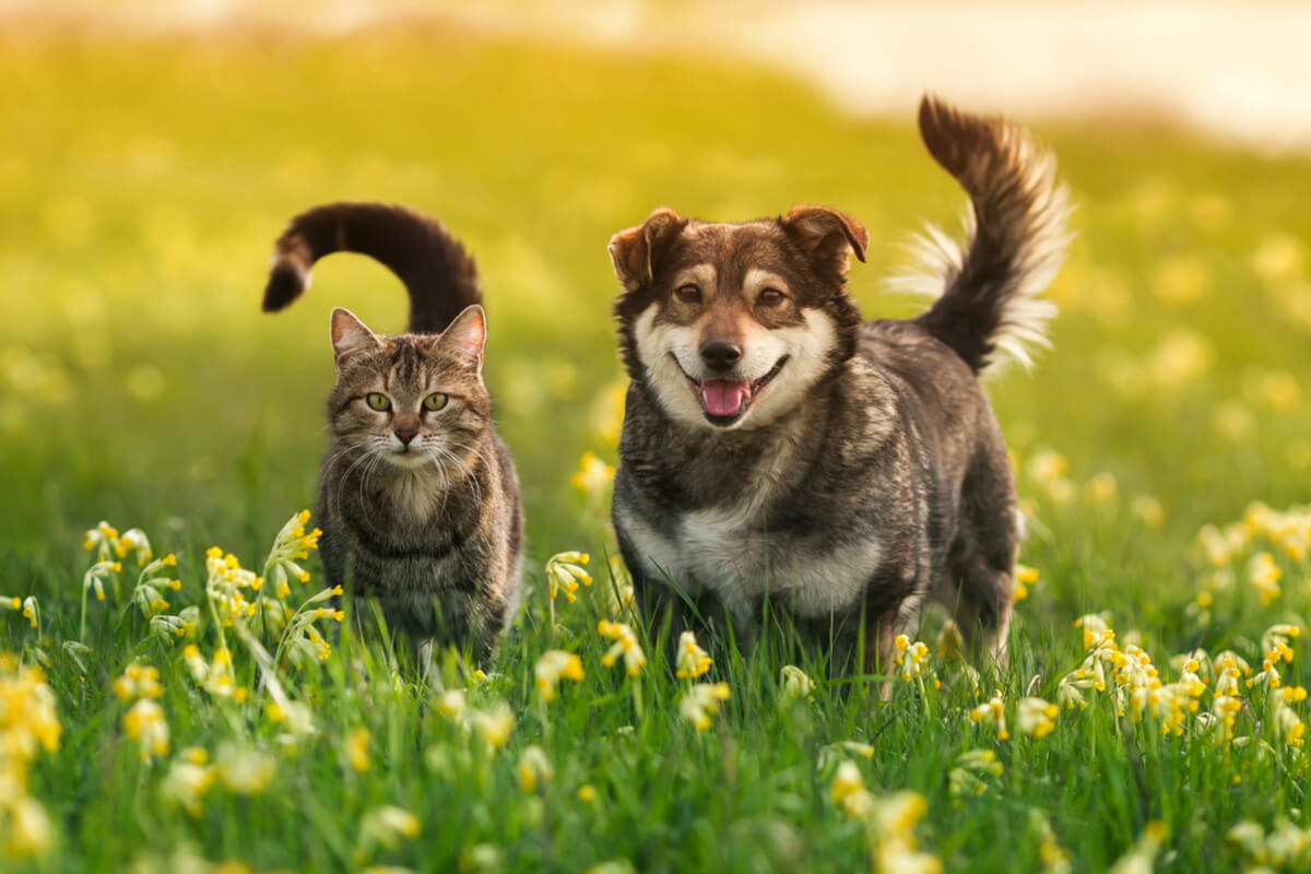 cat and dog image