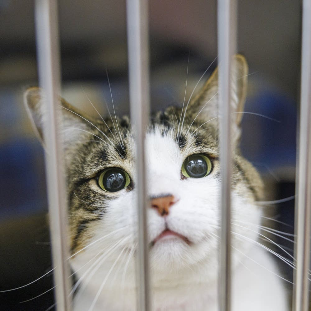cat in the shelter image1