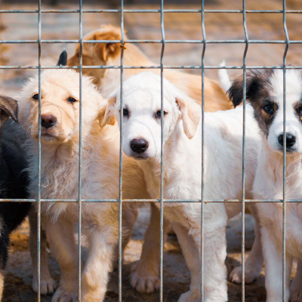 dogs in the shelter image2