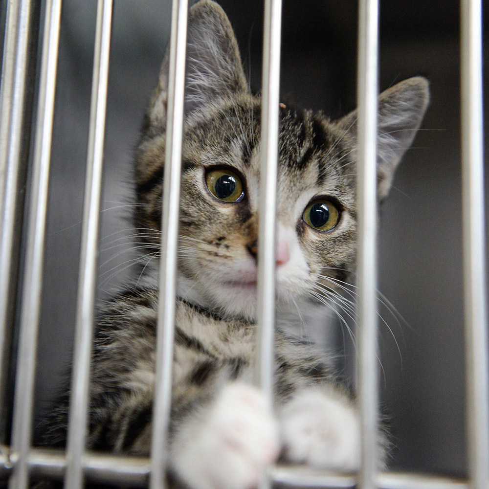 cat in the shelter image3