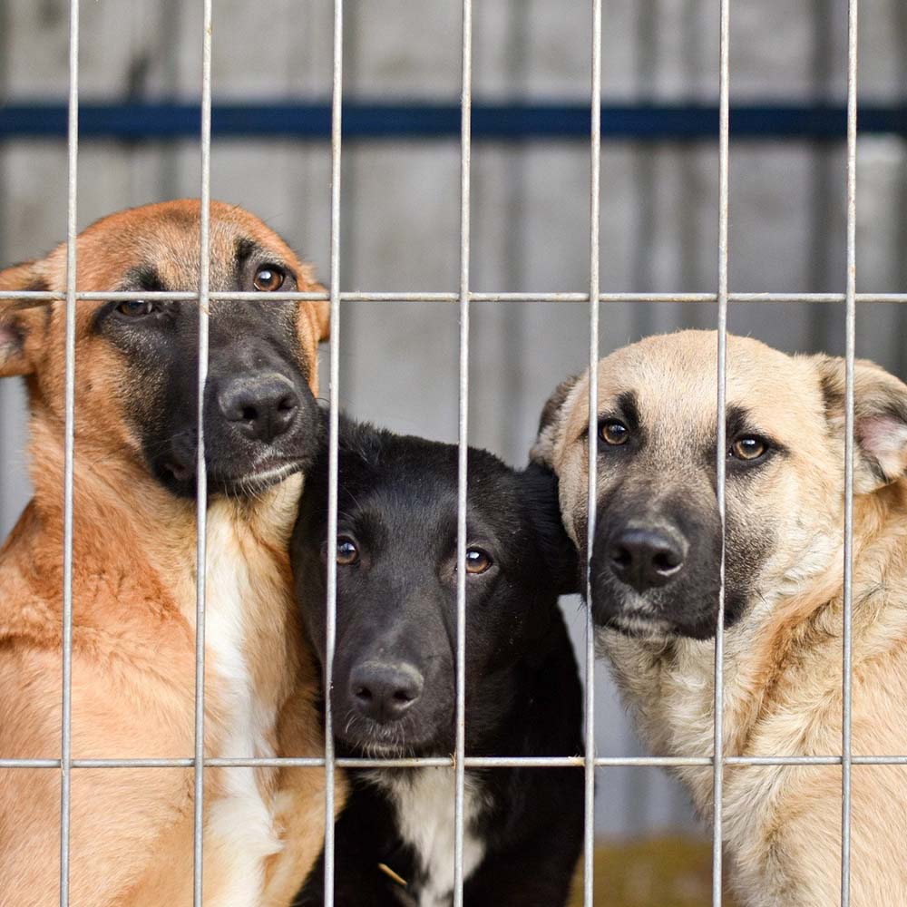 dogs in the shelter image4