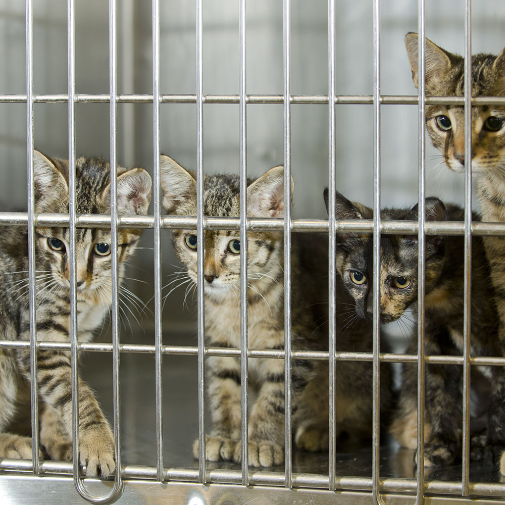 cats in the shelter image5